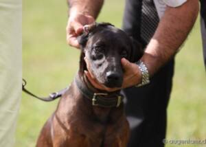 Bayerischer Gebirgsschweißhund