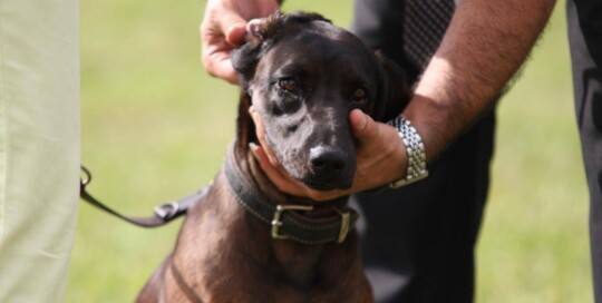 Bayerischer Gebirgsschweißhund