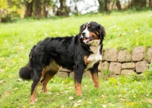 Bernser Sennenhund