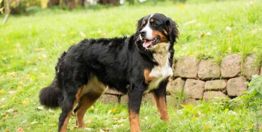 Bernser Sennenhund