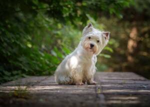 Westie