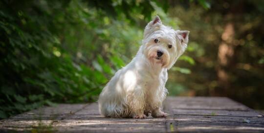 Westie