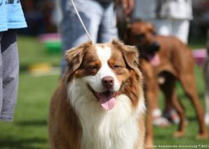 Australian Shepherd