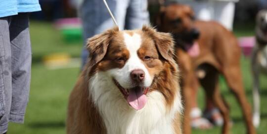 Australian Shepherd