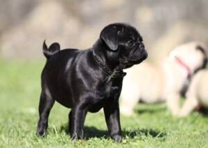 Mops Welpe in schwarz