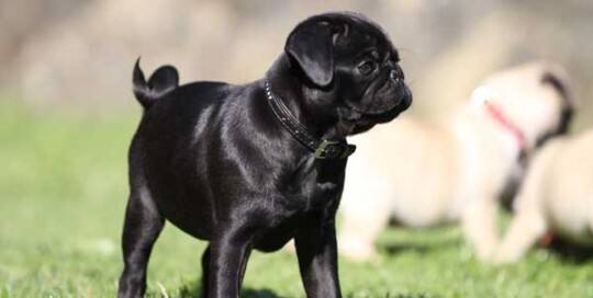 Mops Welpe in schwarz