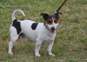 JACK RUSSELL TERRIER