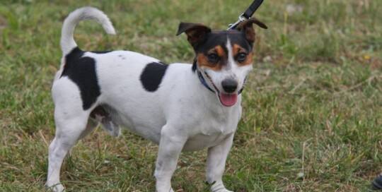 JACK RUSSELL TERRIER