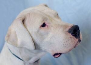 Dogo Argentino Molosser Club