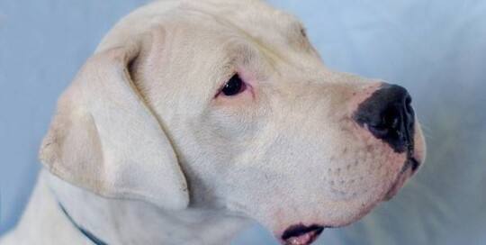 Dogo Argentino Molosser Club