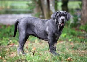 Mastino Napolitano