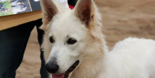 Weißer Schweizer Schäferhund