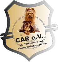 Landesgruppe Yorkshire und Biewer-Yorkshire Terrier