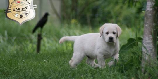 Labrador Welpe