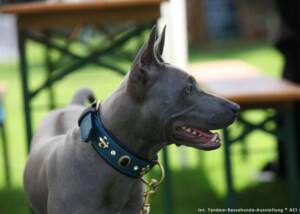 Thai Ridgeback „Aris von Valstein
