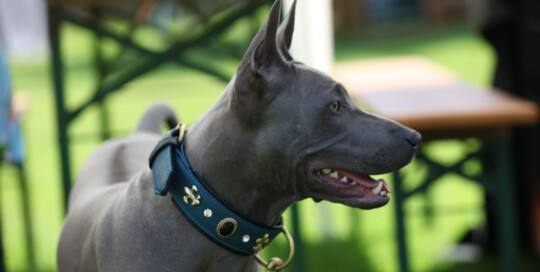 Thai Ridgeback „Aris von Valstein