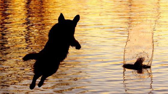 Ist die Hundesteuer nicht verfassungsgemäß, da sie nicht an den "Begriff der Örtlichkeit" gebunden ist? Ein Labrador springt ins Wasser. (© AP)