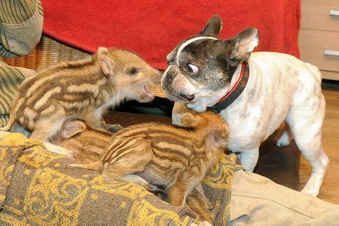 Wildschweinchen und Französische Bulldogge