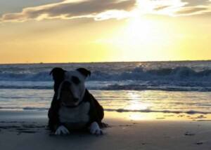 OEB Bulldog Old English
