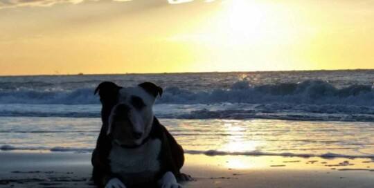 OEB Bulldog Old English