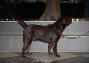 Labrador Retriever
