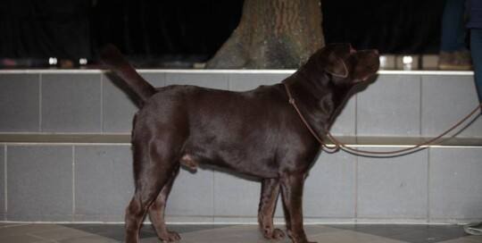 Labrador Retriever