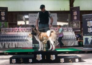 American Akita - AMERIKANISCHER AKITA