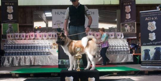 American Akita - AMERIKANISCHER AKITA
