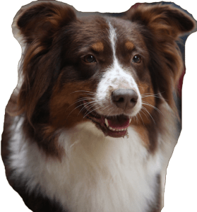 Australian Shepherd