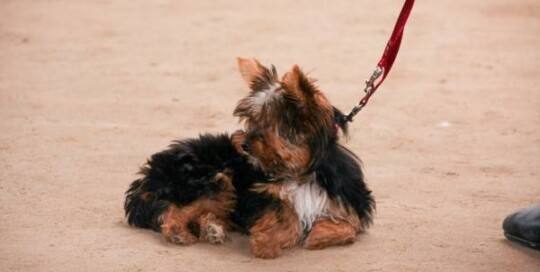 Yorkshire Und Biewer-Yorkshire Terrier