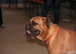 Bullmastiff
