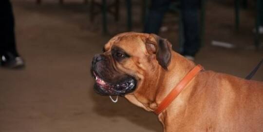Bullmastiff