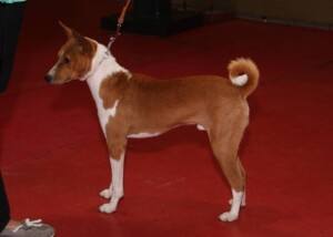 Basenji