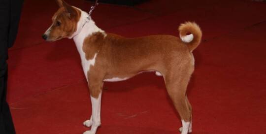 Basenji