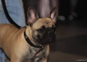 FRANZÖSISCHE BULLDOGGE (Bouledogue Français)