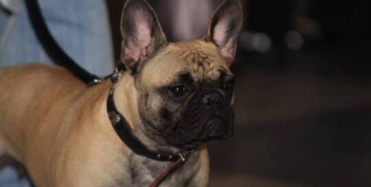 FRANZÖSISCHE BULLDOGGE (Bouledogue Français)