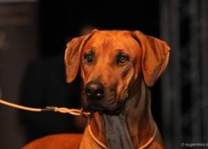 Rhodesian Ridgeback