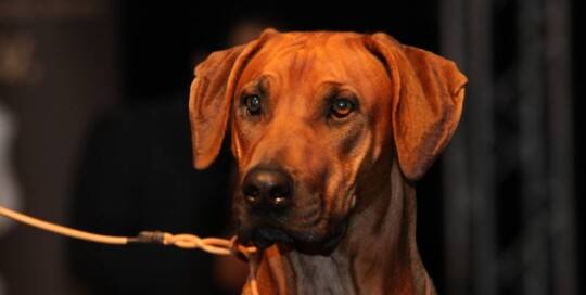 Rhodesian Ridgeback