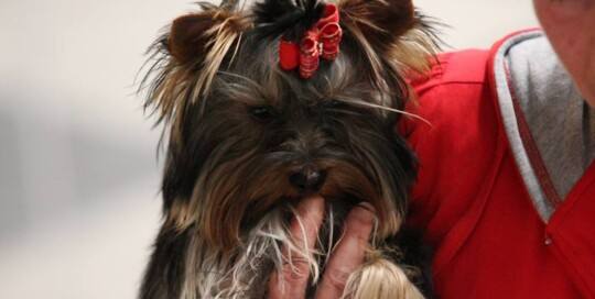Yorkshire Terrier