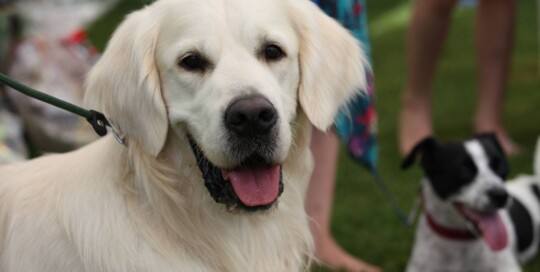 Golden Retriever