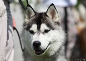Siberian Husky