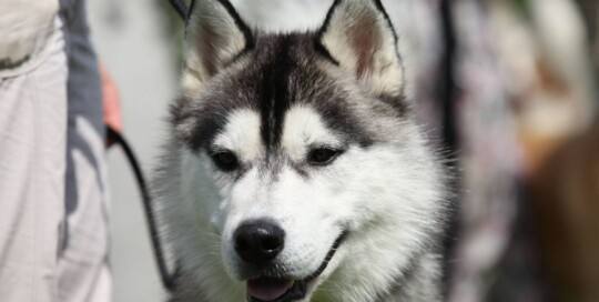 Siberian Husky