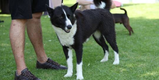 Karelischer Bärenhund