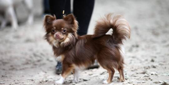 Chihuahua