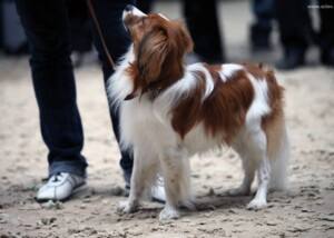 NEDERLANDSE KOOIKERHONDJE