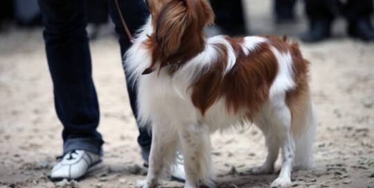 NEDERLANDSE KOOIKERHONDJE
