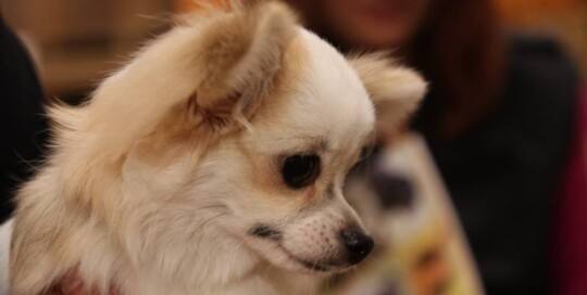 Chihuahua