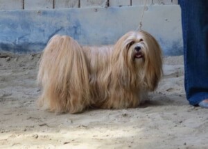 Lhasa Apso