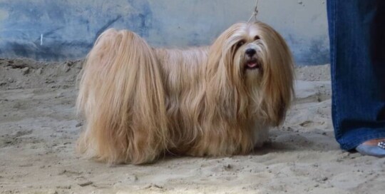 Lhasa Apso