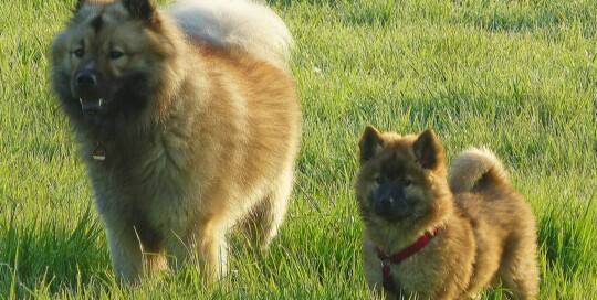 Eurasier Wolf-Chow